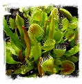 Dionaea muscipula 'Cupped Trap' / 3+ plants