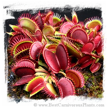 Dionaea muscipula 'Red Purple' / 3+ plants