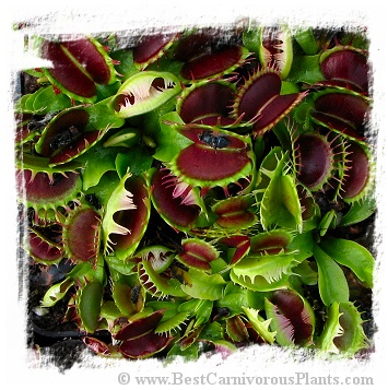 Dionaea muscipula 'Fuzzy Tooth' / 2+ plants