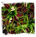 Dionaea muscipula 'Fuzzy Tooth' / 2+ plants