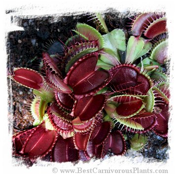 Dionaea muscipula {Standard form} / 2+ plants, 5-10 cm