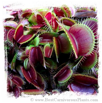 Dionaea muscipula (all red forms): Clone A22-13 / 2+ plants