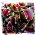 Dionaea muscipula (all red forms): Clone A22-03 / 2+ plants