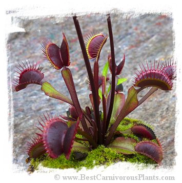 Dionaea muscipula {All Red Form} / 3+ plants