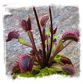 Dionaea muscipula 'Akai Ryu' / 3-8 cm