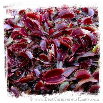 Dionaea muscipula {All Red Form} / 3+ plants