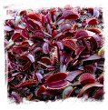 Dionaea muscipula {All Red Form Mix} (50s)