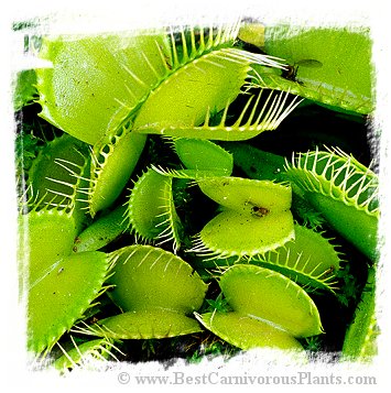 Dionaea muscipula {All Green Mutant} (15s)