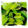 Dionaea muscipula {All Green Forms Mix} (40s)