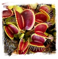 Dionaea muscipula 'B52 Giant' / 3+ plants