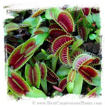 Dionaea muscipula (typical): Clone BCP 01-02 / 2+ plants
