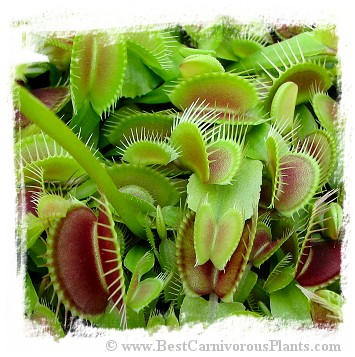 Dionaea muscipula (giant): Clone BCP 05-07 / 2+ plants