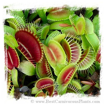 Dionaea muscipula (giant): Clone BCP 05-17 / 2+ plants