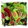 Dionaea muscipula (giant): Clone BCP 05-17 / 2+ plants