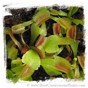 Dionaea muscipula (pygmy): Clone BCP 21-05 / 2+ plants