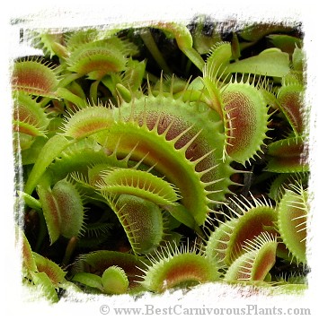 Dionaea muscipula (extra giant): Clone BCP 16-01 / 2+ plants