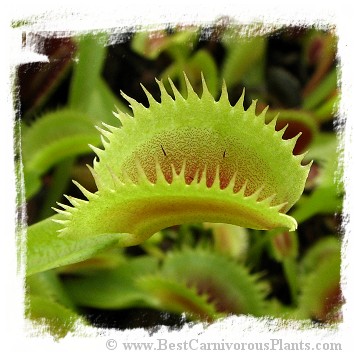 Dionaea muscipula (dentate): Clone BCP 18-05 / 2+ plants