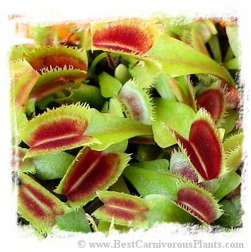 Dionaea muscipula (sawtooth): Clone BCP 21-13 / 2+ plant