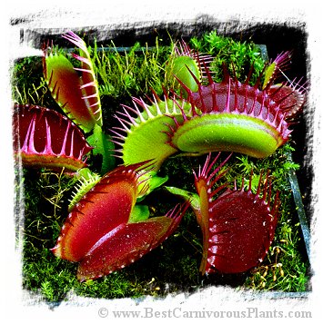 Dionaea muscipula {Big Mouth} / 2-5 cm
