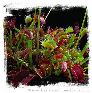 Dionaea muscipula (giant forms): Clone MIX8 / 3+ plants
