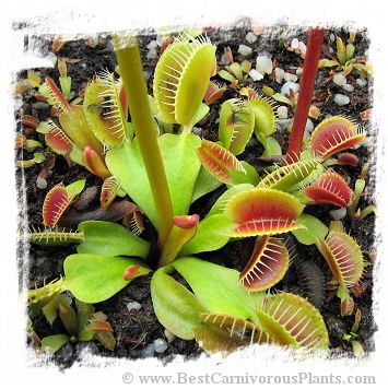 Dionaea muscipula 'BCP Phoenix' / 1+ plants