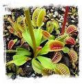 Dionaea muscipula 'BCP Phoenix' / 1+ plants