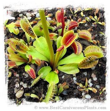 Dionaea muscipula 'BCP Phoenix' / 1+ plants