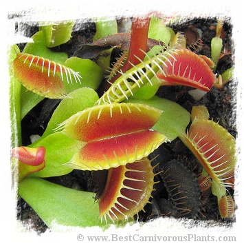 Dionaea muscipula 'BCP Phoenix' / 1+ plants