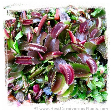 Dionaea muscipula 'Red Sawtooth BCP' / 3+ plants