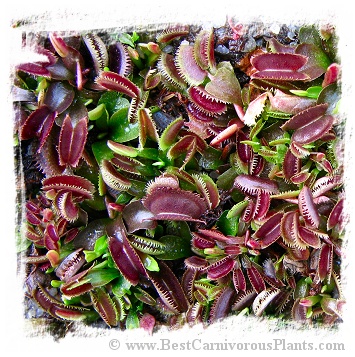 Dionaea muscipula 'Red Sawtooth BCP' / 3+ plants