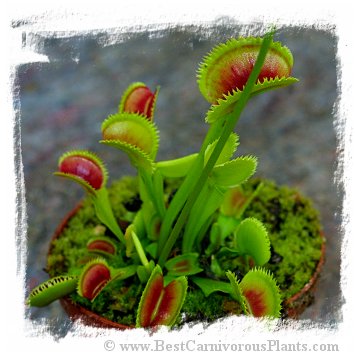 Dionaea muscipula 'Sawtooth' / 2+ plants