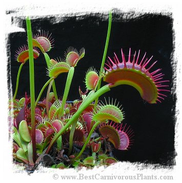 Dionaea muscipula (giant forms): Clone Z02 / 2+ plants