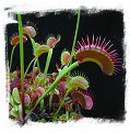 Dionaea muscipula (giant forms): Clone Z02 / 2+ plants