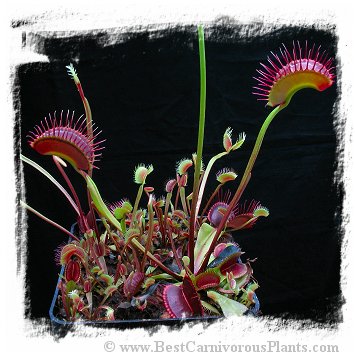 Dionaea muscipula  'BCP Titan' / 3+ plants