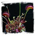 Dionaea muscipula  'BCP Titan' / 3+ plants