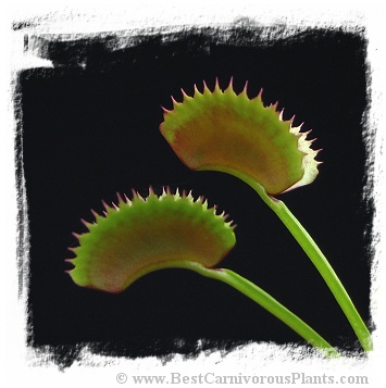 Dionaea muscipula 'Dentate Traps' / 2+ plants
