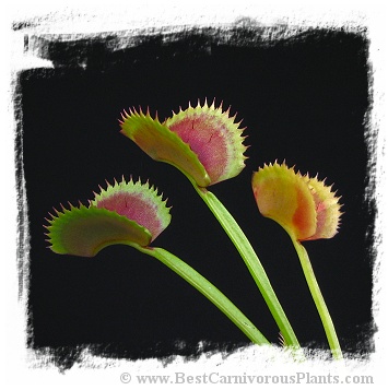Dionaea muscipula 'Dentate Traps' / 2+ plants
