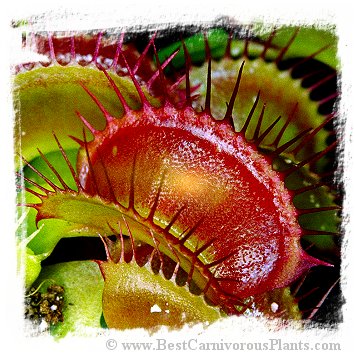 Dionaea muscipula {Giant Strains Mix} (40s)