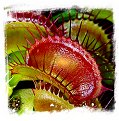 Dionaea muscipula {Giant Strains Mix} (40s)