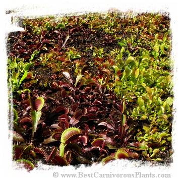 Dionaea muscipula {Different Forms Mix} / 200+ plants, size 1-4 cm