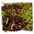 Dionaea muscipula {mix of different forms} (1000+ seeds)