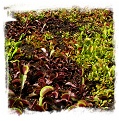 Dionaea muscipula {Different Forms} / 1-4 cm