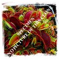 Dionaea muscipula {Adrian Slacks Giant G16} (10s) 