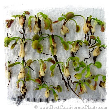 Dionaea muscipula {Different Forms Mix} / 200+ plants, size 1-4 cm