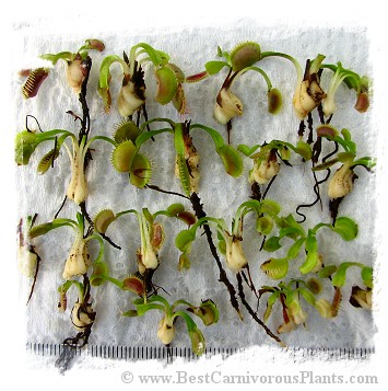 Dionaea muscipula {Different Forms Mix} / 500+ plants, size 1-4 cm