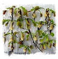 Dionaea muscipula {Different Forms Mix} / 500+ plants, size 1-4 cm
