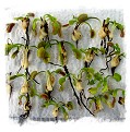 Dionaea muscipula {Different Forms Mix} / 200+ plants, size 1-4 cm