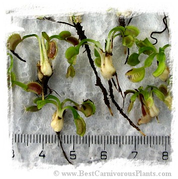 Dionaea muscipula {Different Forms Mix} / 500+ plants, size 1-4 cm