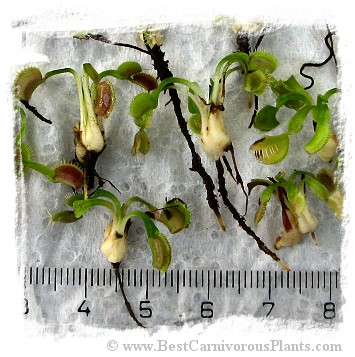 Dionaea muscipula {Different Forms Mix} / 200+ plants, size 1-4 cm