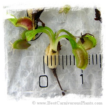 Dionaea muscipula {Different Forms Mix} / 200+ plants, size 1-4 cm